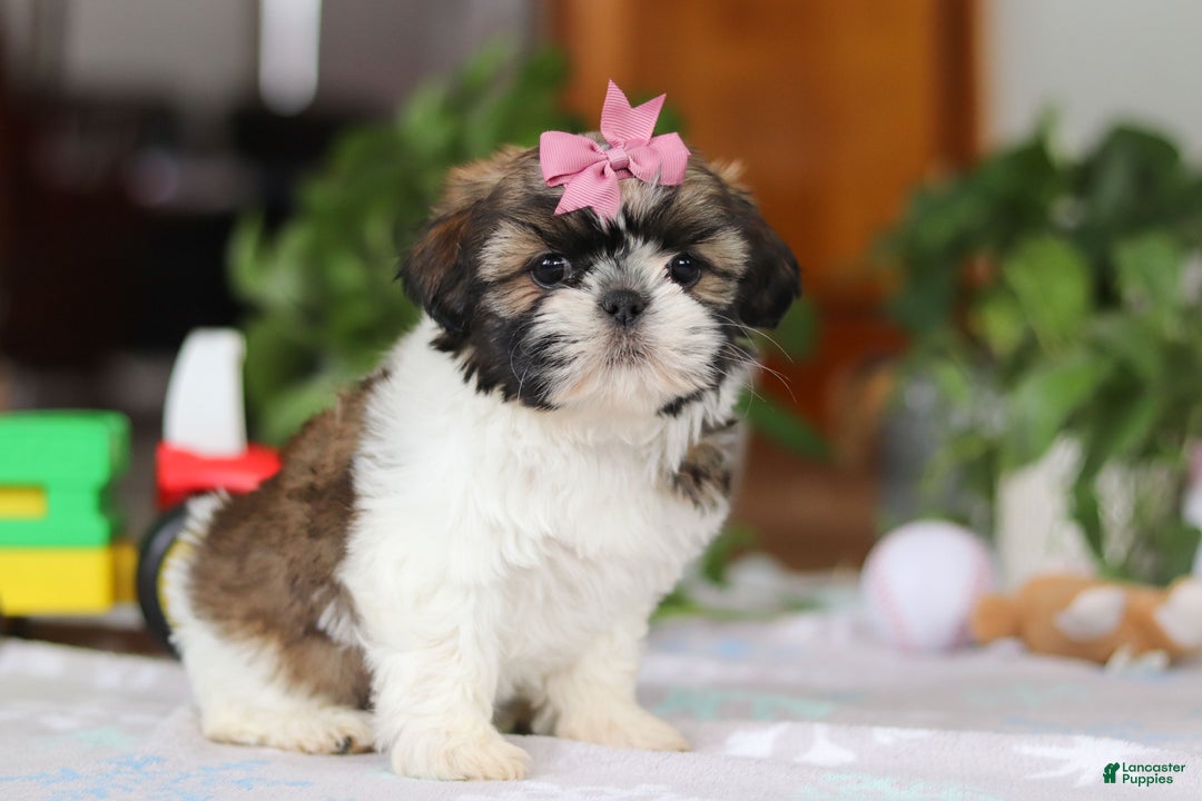 Shih Tzu dogs for sale: Tessa - Ad 5