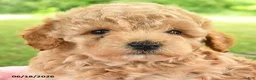 Toy Poodle dogs for sale: Adam - Ad 4