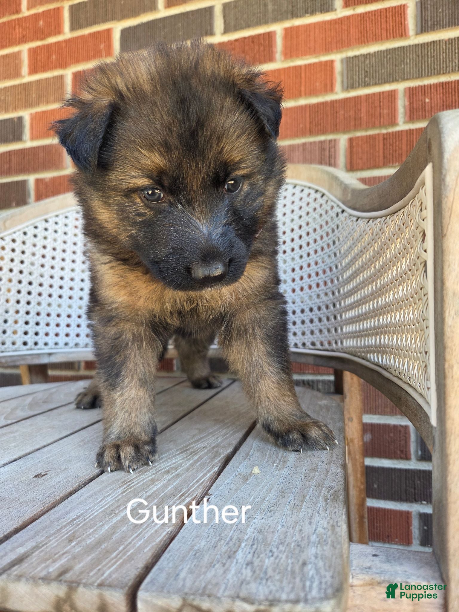 German Shepherd dogs GUNTHER - Ad 1