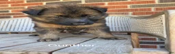 German Shepherd dogs for sale: GUNTHER - Ad 1