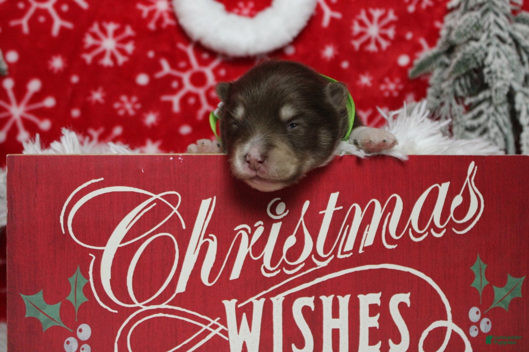 Pomsky dogs for sale: Huey  - Ad 8