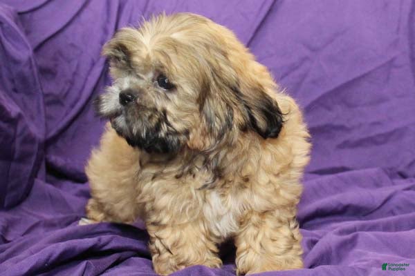 Shihpoo dogs Chewy - Ad 9