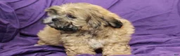 Shihpoo dogs for sale: Chewy - Ad 1