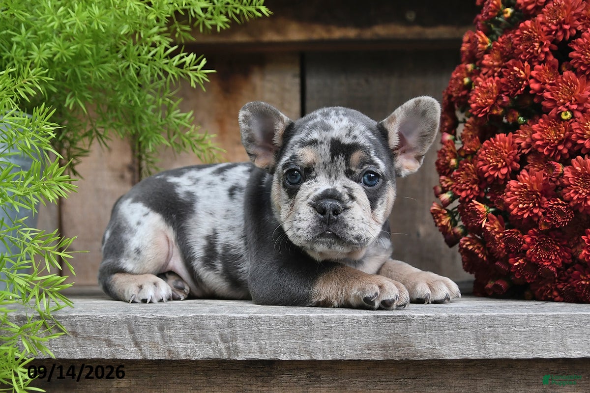 Frenchton dogs Rocco - Ad 1