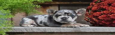 Rocco