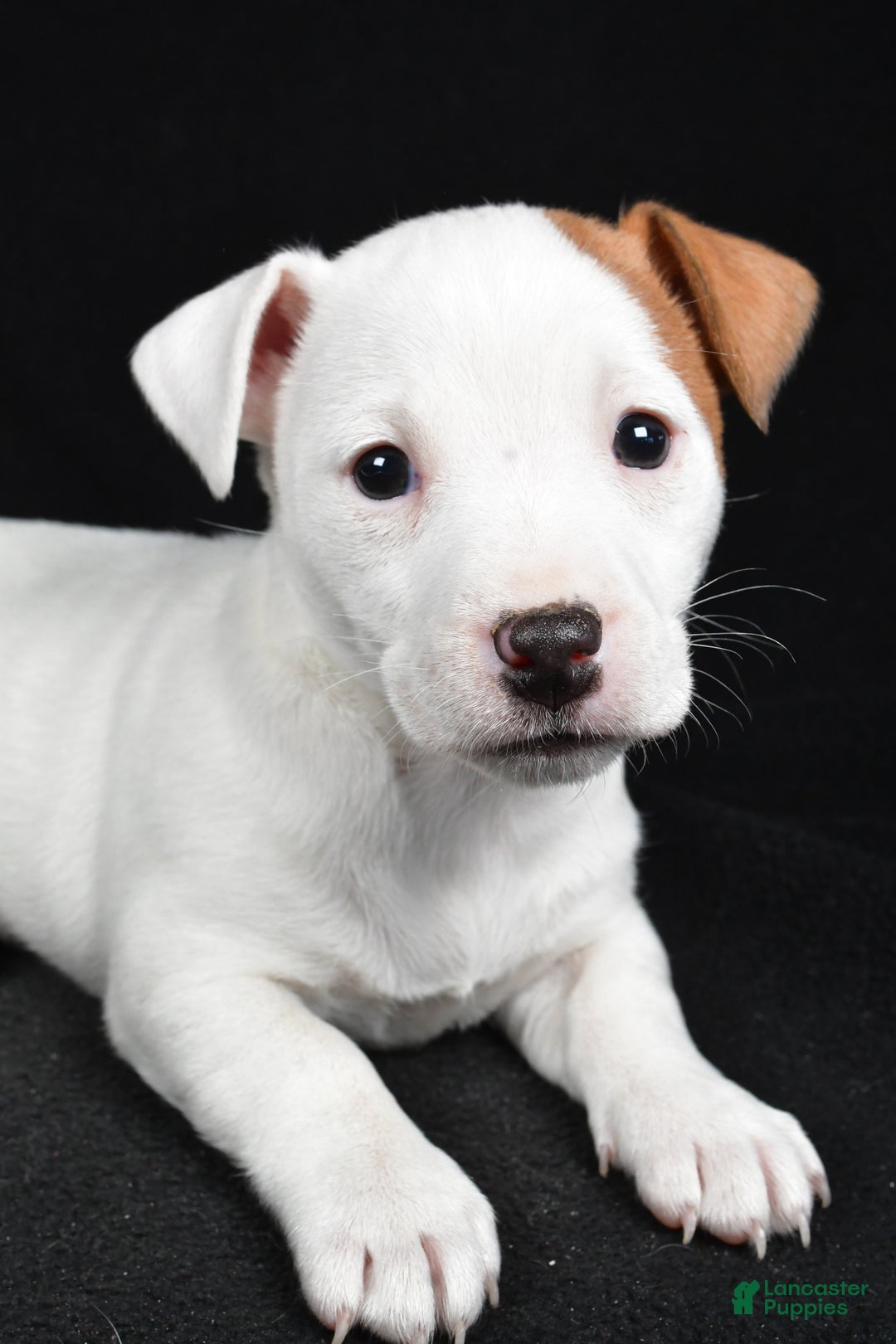 Jack Russell Terrier dogs for sale: Pansy - Ad 5