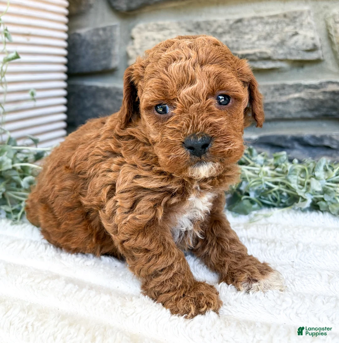Toy Poodle dogs for sale: Coco - Ad 1