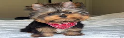 Yorkshire Terrier dogs for sale: Cody - Ad 11