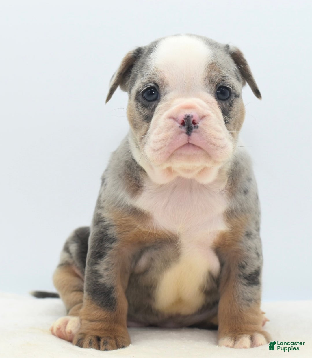 Mixed Breed dogs for sale: Aqua blue koi  - Ad 4