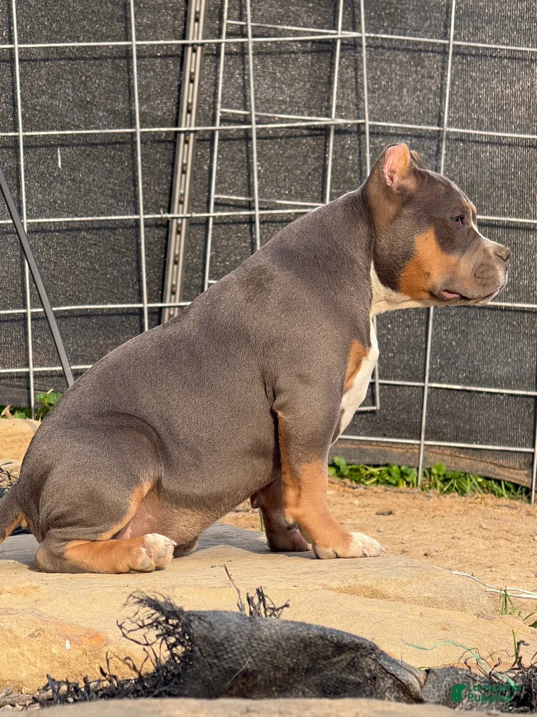 American Bully dogs for sale: Blue Tri Female (Speckles) - Ad 1
