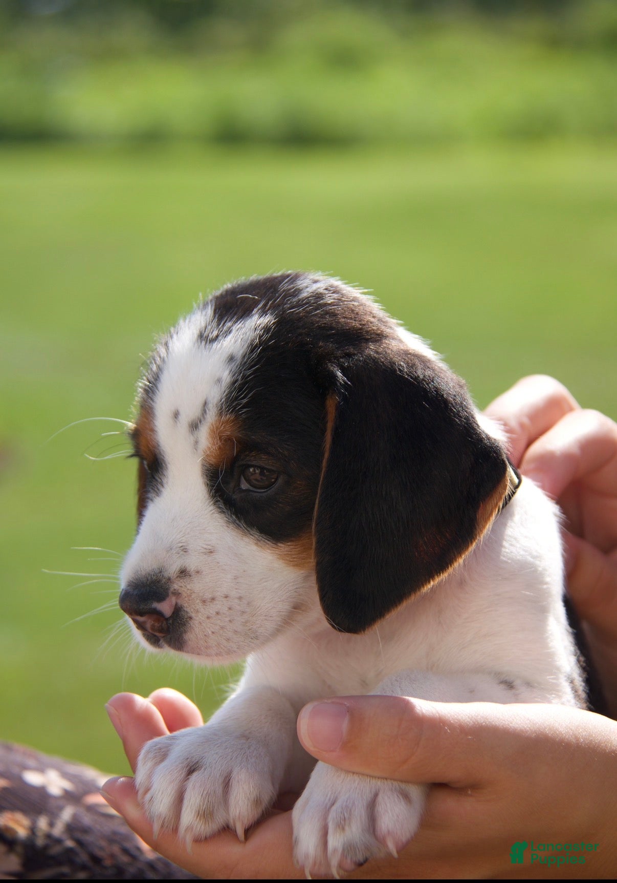 Mixed Breed dogs Mixed Breed 1 - Ad 1