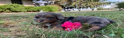 Shihpoo dogs for sale: McKenzie  - Ad 5