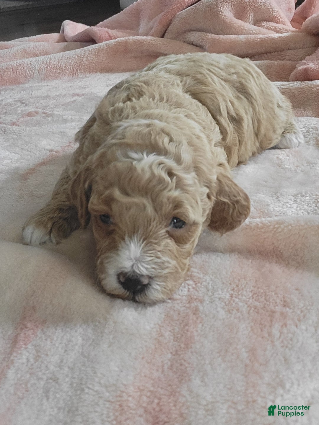 Goldendoodle dogs for sale: Rebekah - Ad 7