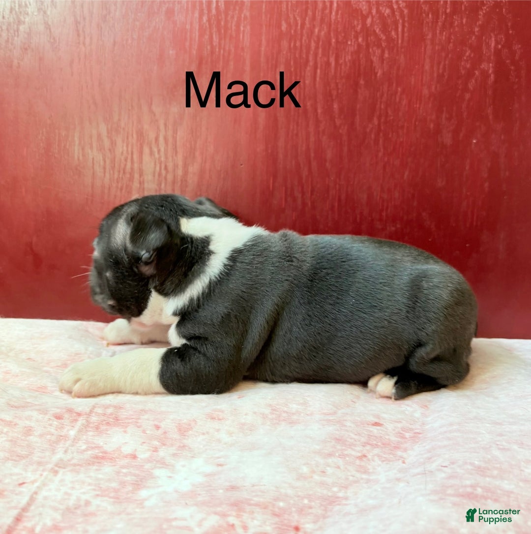 Boston Terrier dogs for sale: Boston Terrier Puppy 2 - Ad 2