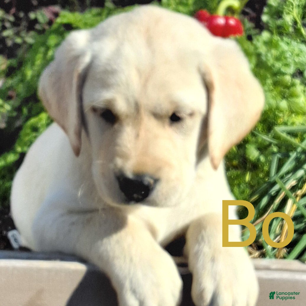 Labrador Retriever dogs for sale: Bo Retriever 4 - Ad 1
