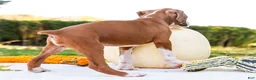 Boxer dogs for sale: Osage Boxer - Ad 6