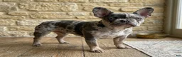 French Bulldog dogs for sale: Atlas - Ad 5