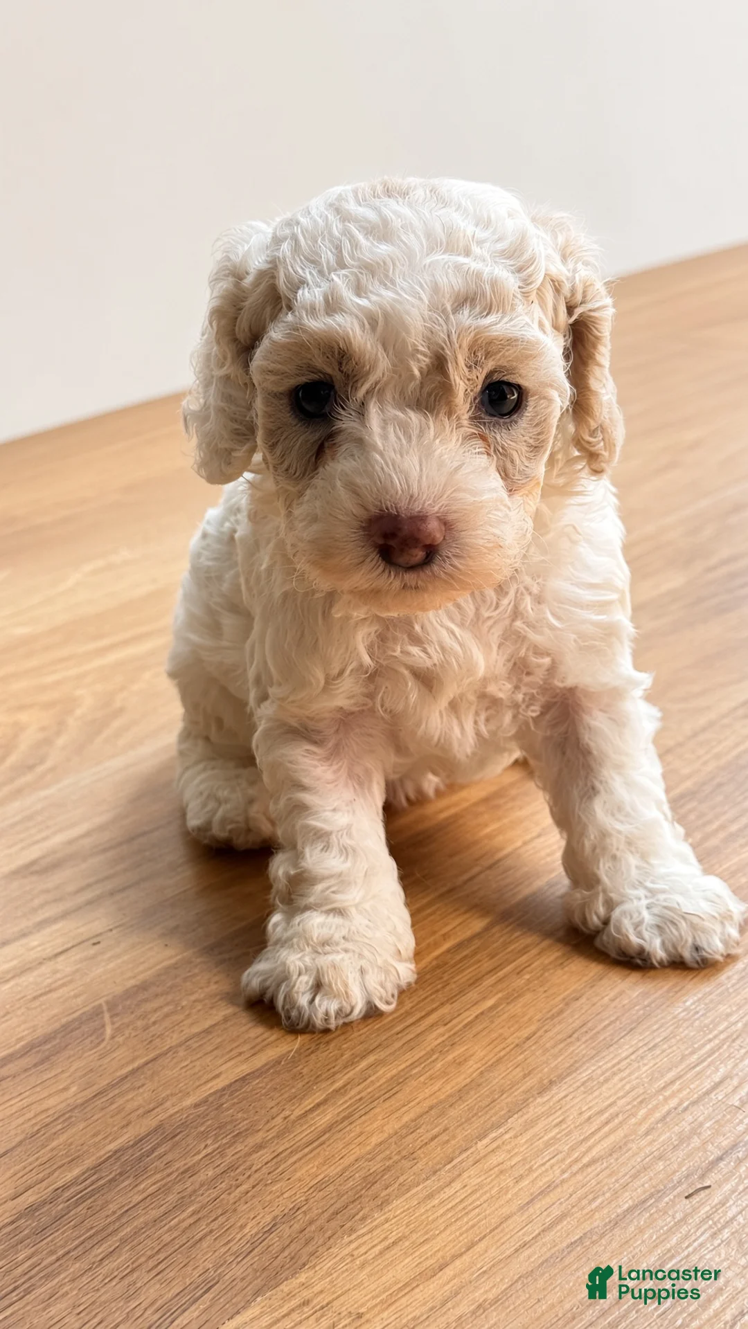 Cockapoo dogs for sale: Lola - Ad 2