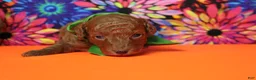 Mixed Breed dogs for sale: Tangelo - Ad 4