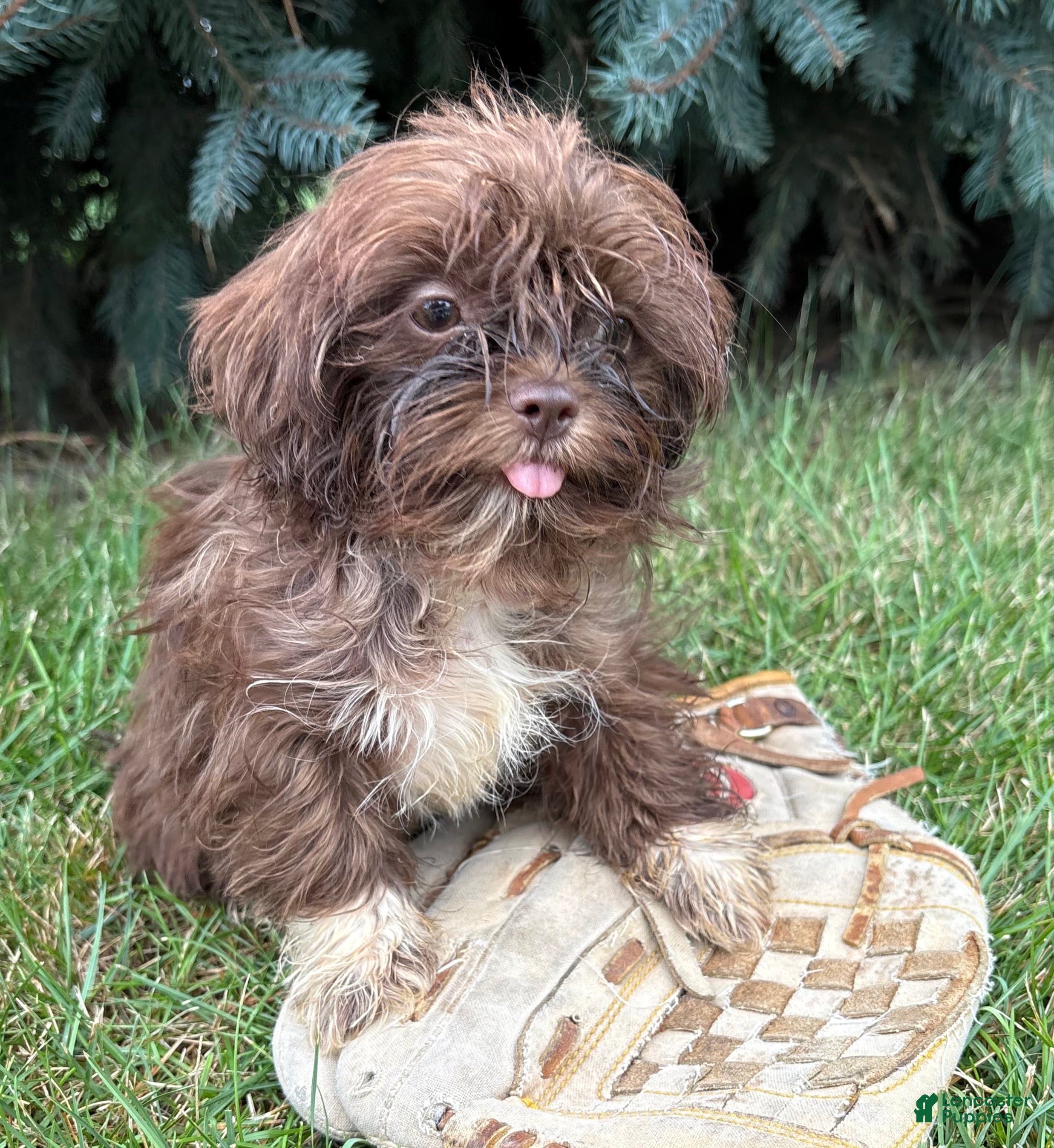 Shih Tzu dogs Hallie - Ad 1