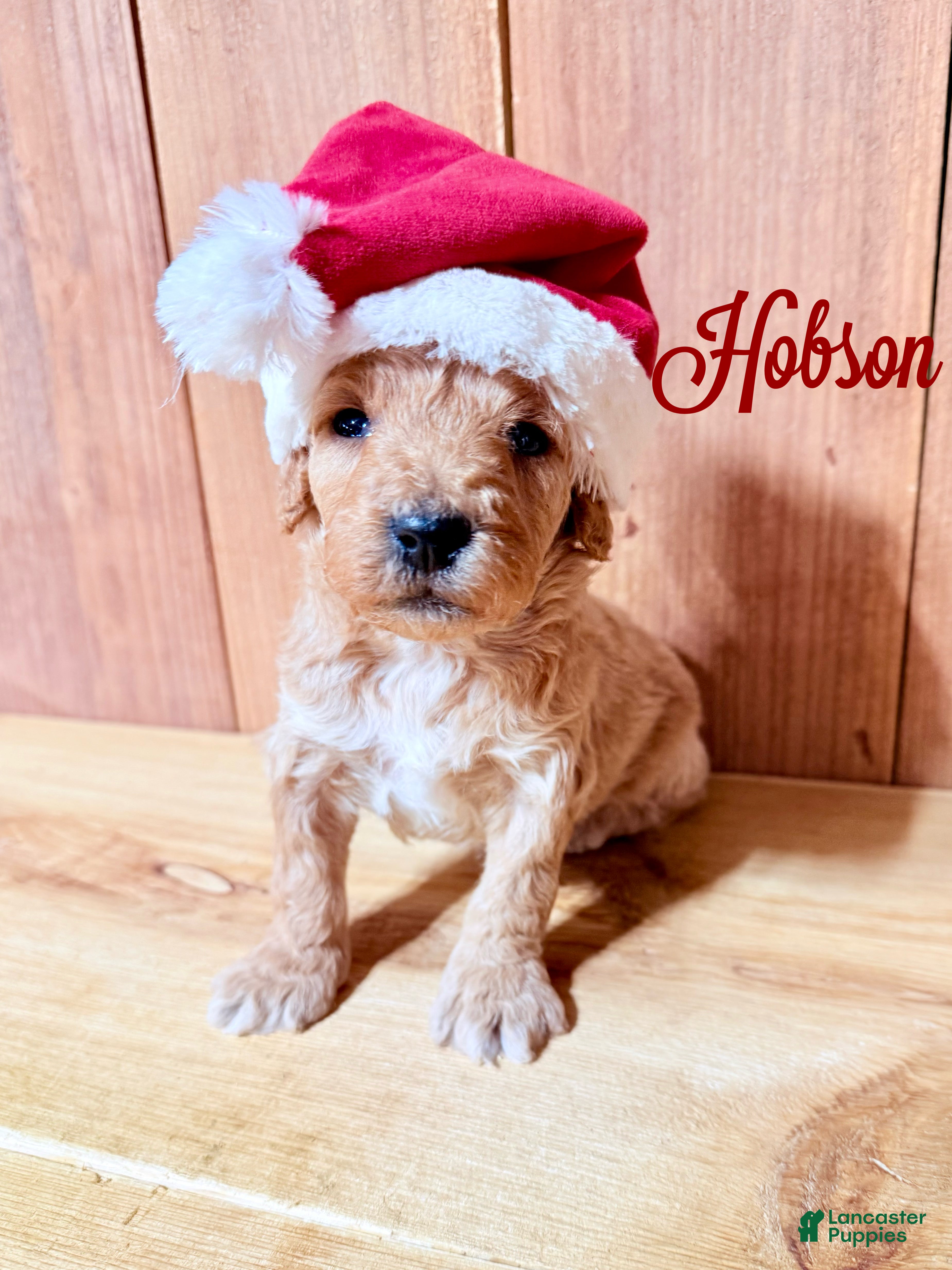 Mini Goldendoodle dogs Hobson, F1b Mini Goldendoodle - Ad 41