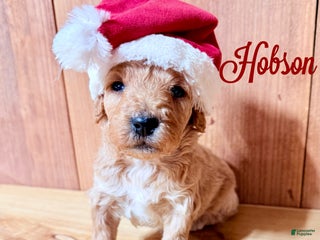 Mini Goldendoodle dogs Hobson, F1b Mini Goldendoodle - Ad 25