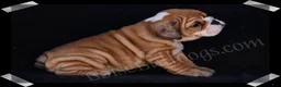 English Bulldog dogs for sale: Brown Sugar - Ad 4