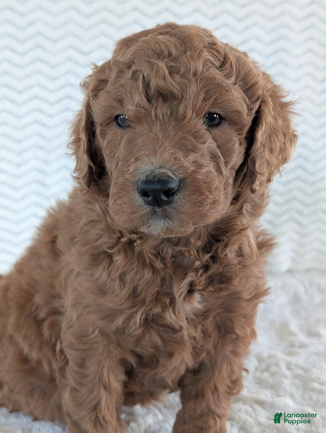 Goldendoodle dogs for sale: Teddy - Ad 5