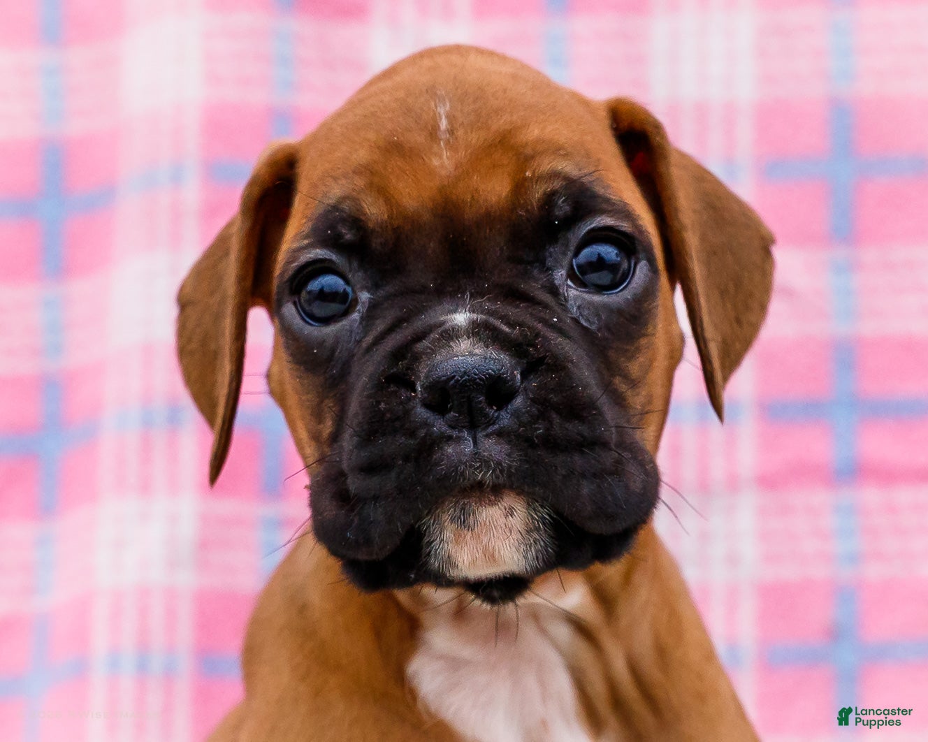 Boxer dogs Cupid - Ad 2