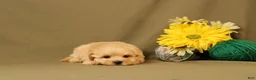 Maltipoo dogs for sale: Larry - Ad 1