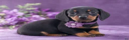 Miniature Dachshund dogs for sale: Jade - Ad 1