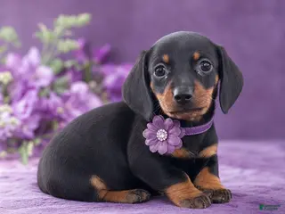 Miniature Dachshund dogs Jade - Ad 11