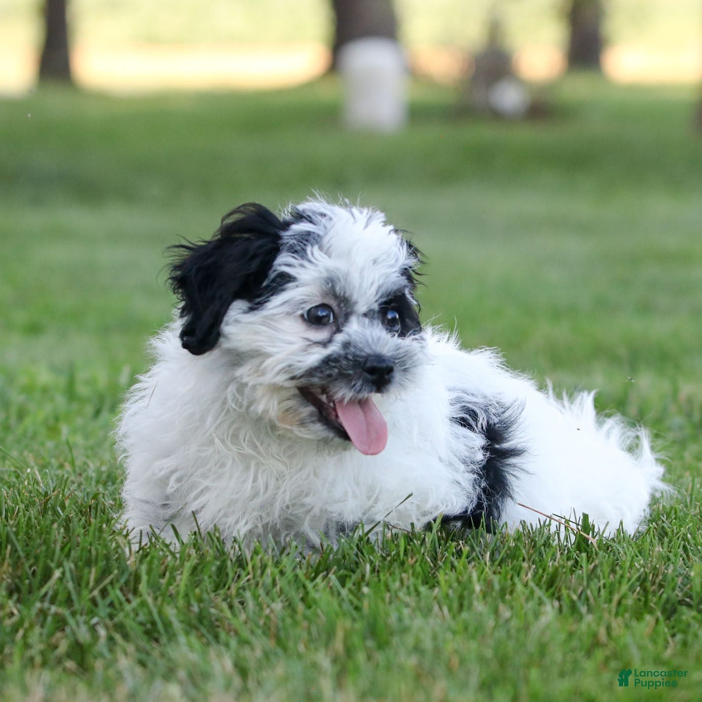 Teddy Bear dogs Oreo Teddy Bear Puppy  - Ad 2