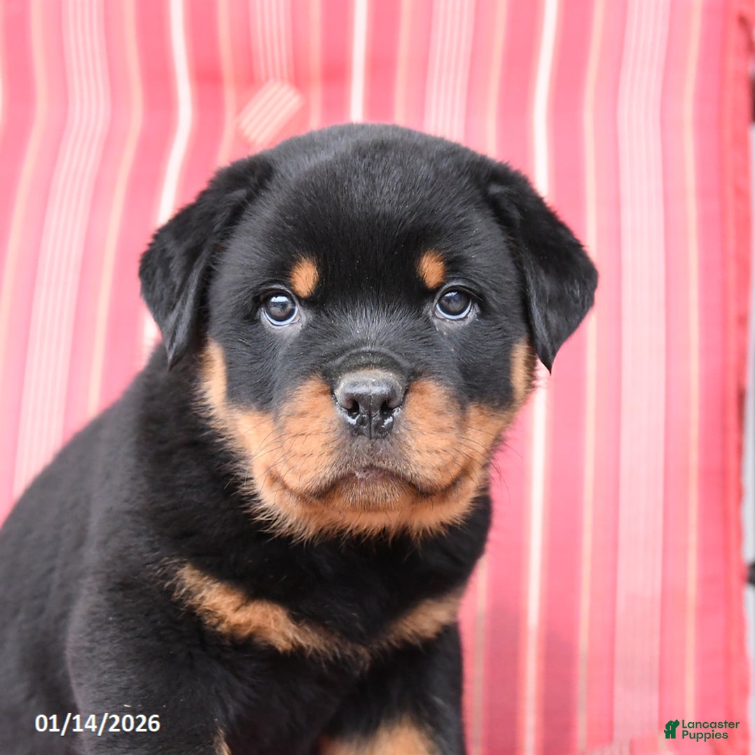 Rottweiler dogs for sale: Saber - Ad 4