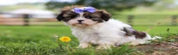 Shih Tzu dogs for sale: Sunny - Ad 6