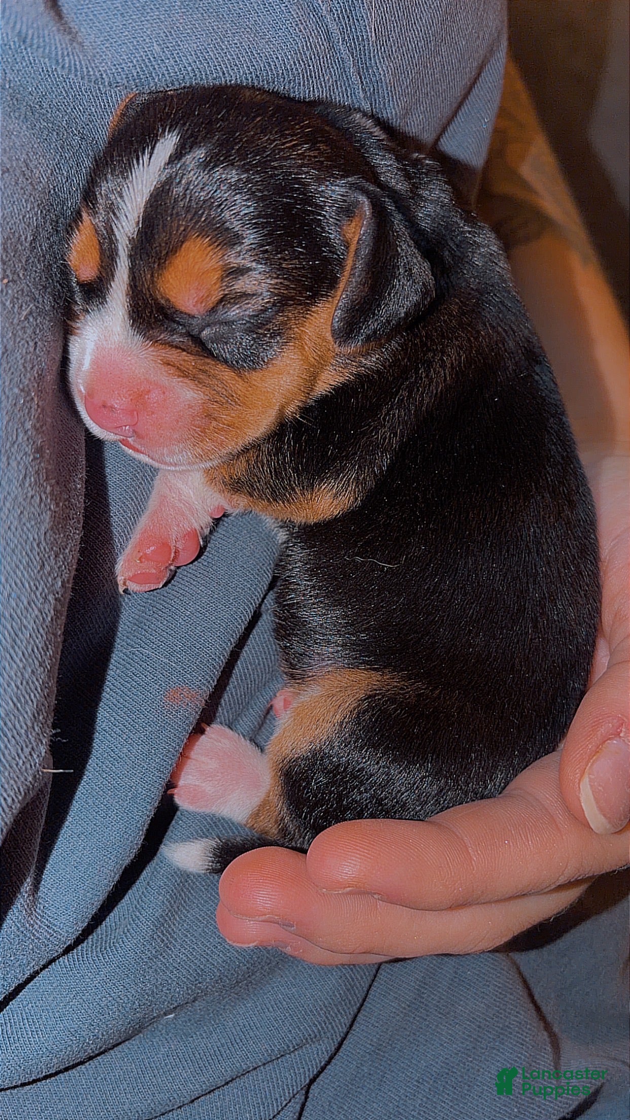 Beagle dogs Beagle Puppy 2 - Ad 1