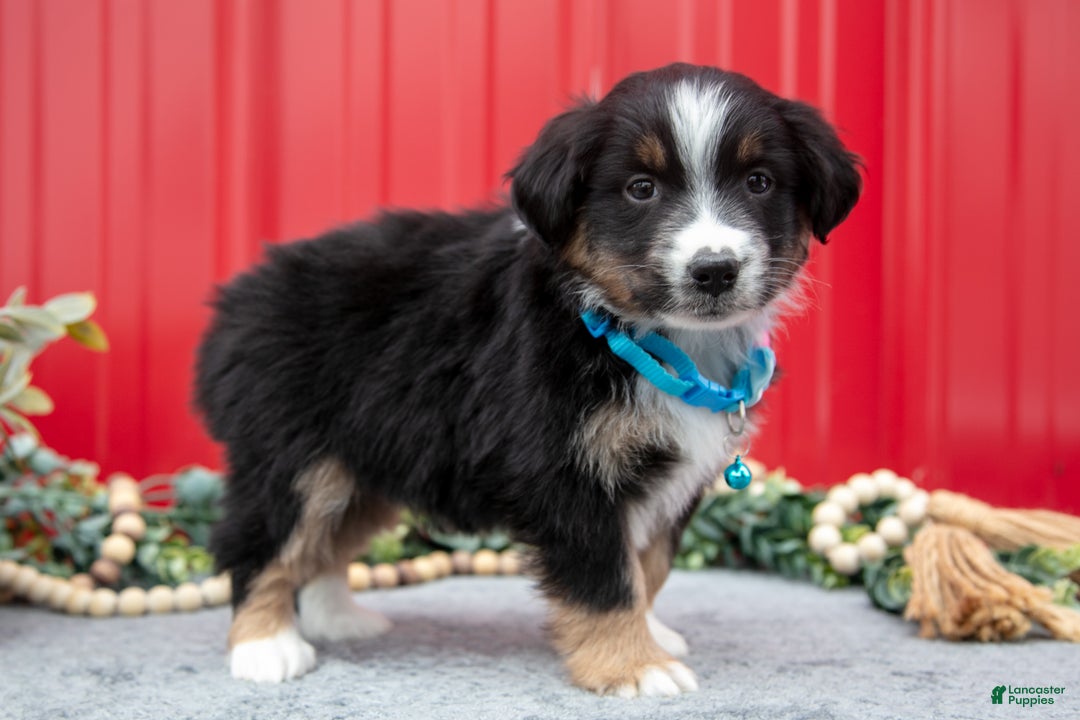 Miniature Australian Shepherd dogs for sale: Leo - Ad 2