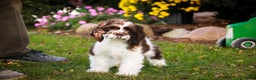 Cocker Spaniel dogs for sale: Pippin - Ad 3