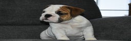 English Bulldog dogs for sale: Olaf - Ad 3