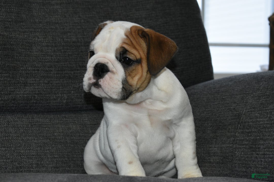 English Bulldog dogs for sale: Olaf - Ad 3