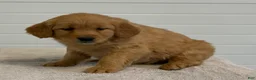 Golden Retriever dogs for sale: Kathy - Ad 4