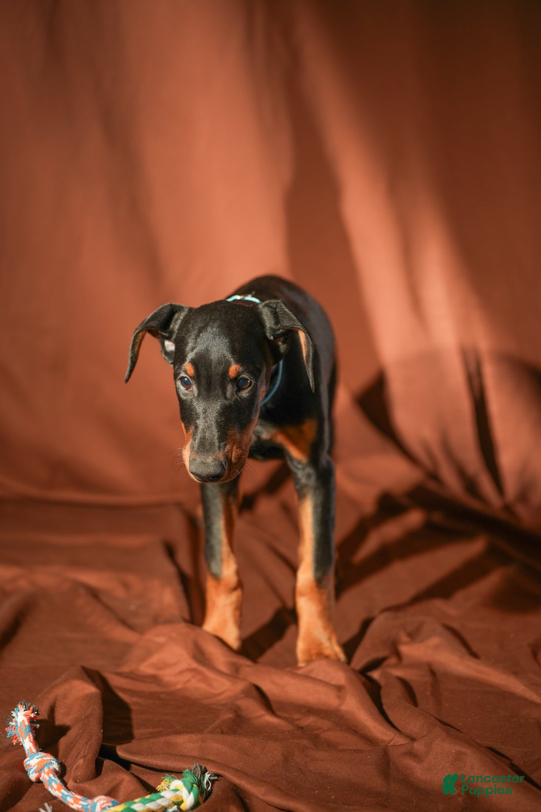 Doberman Pinscher dogs for sale: Blue - Ad 5