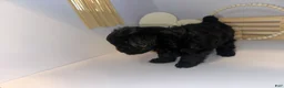 Mixed Breed dogs for sale: Princess  - Ad 6