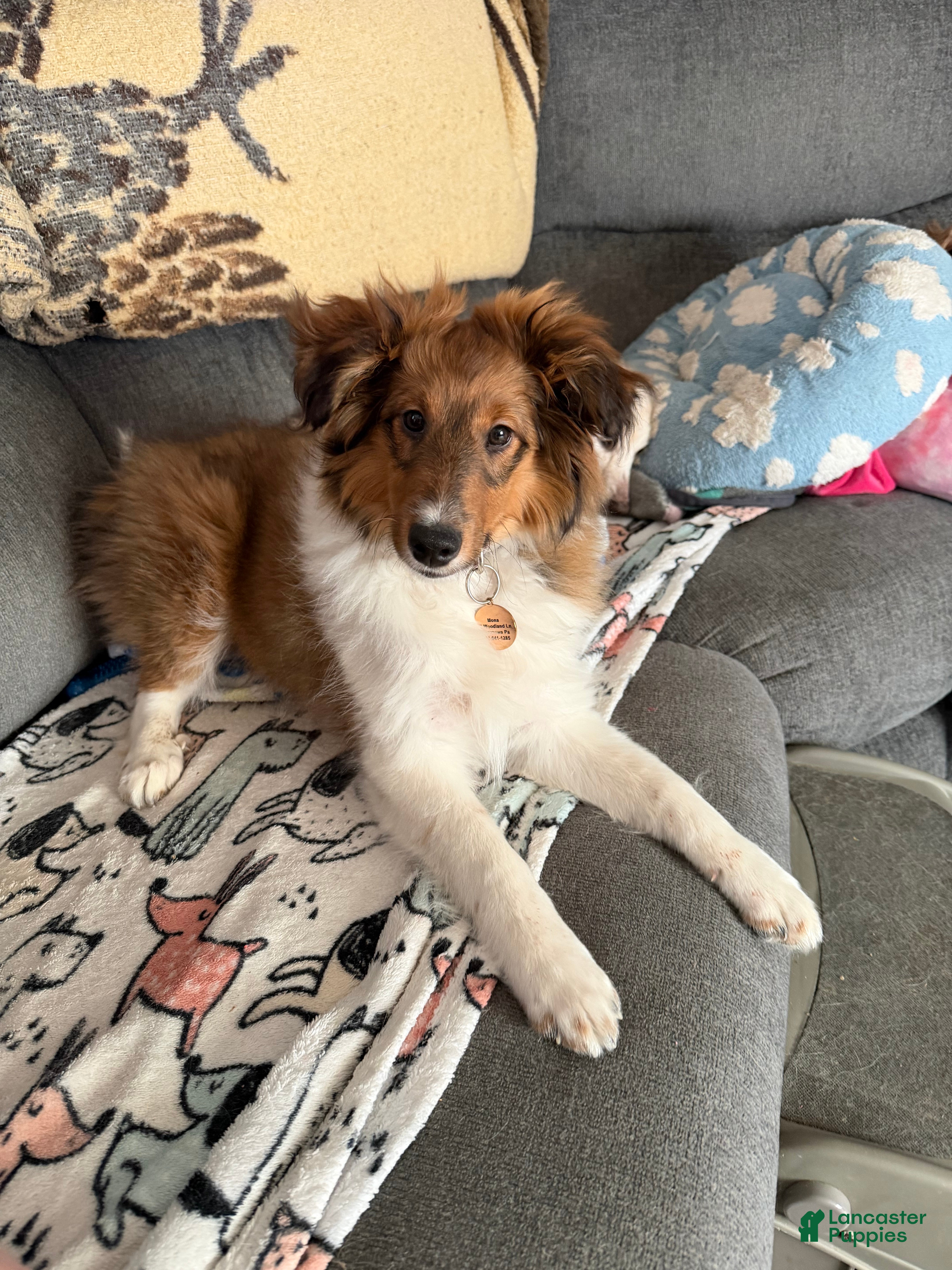 Shetland Sheepdog dogs Shetland Sheepdog Puppy 1 - Ad 1
