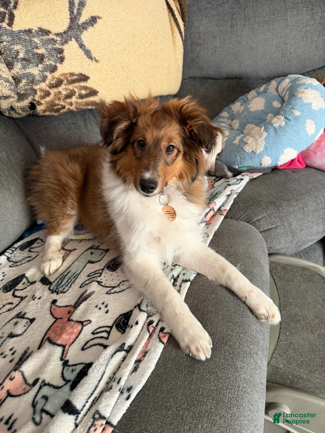 Shetland Sheepdog dogs for sale: Shetland Sheepdog Puppy 1 - Ad 1
