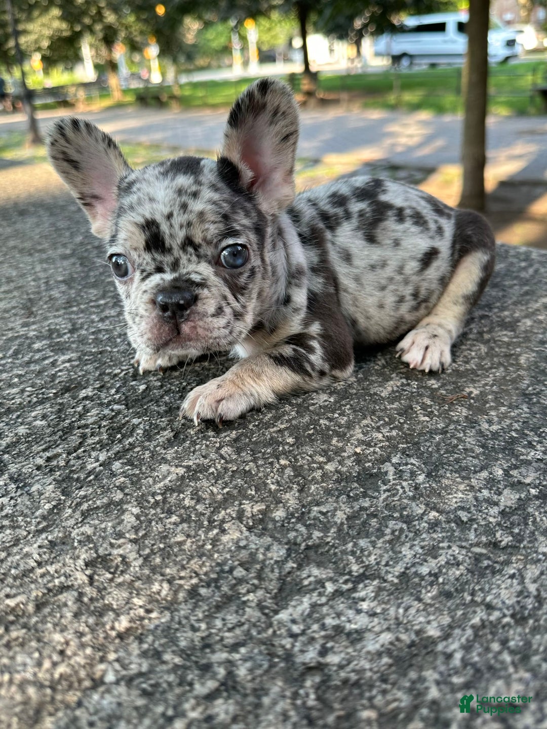 Gallery Image {{count}}