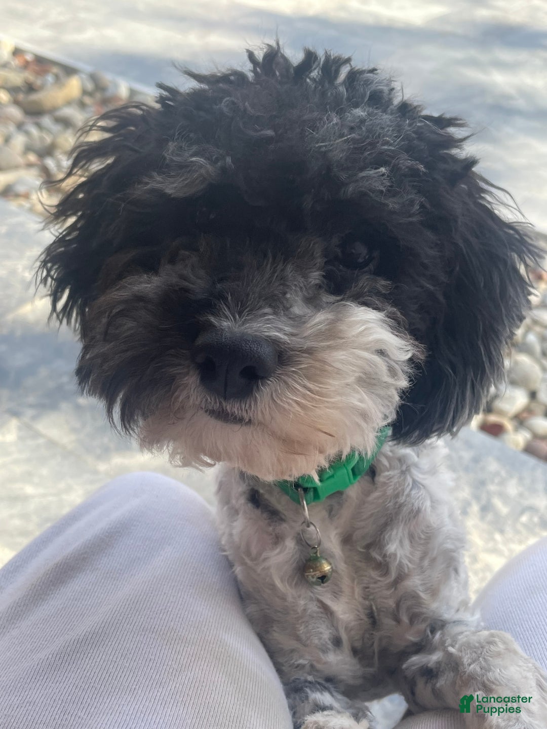 Cockapoo dogs for sale: Mitten's - Ad 6