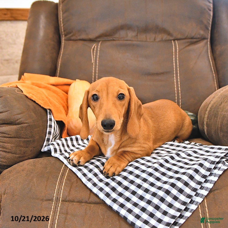 Miniature Dachshund dogs Hunter - Ad 1