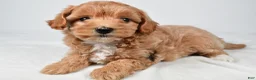 Maltipoo dogs for sale: Polly - Ad 8