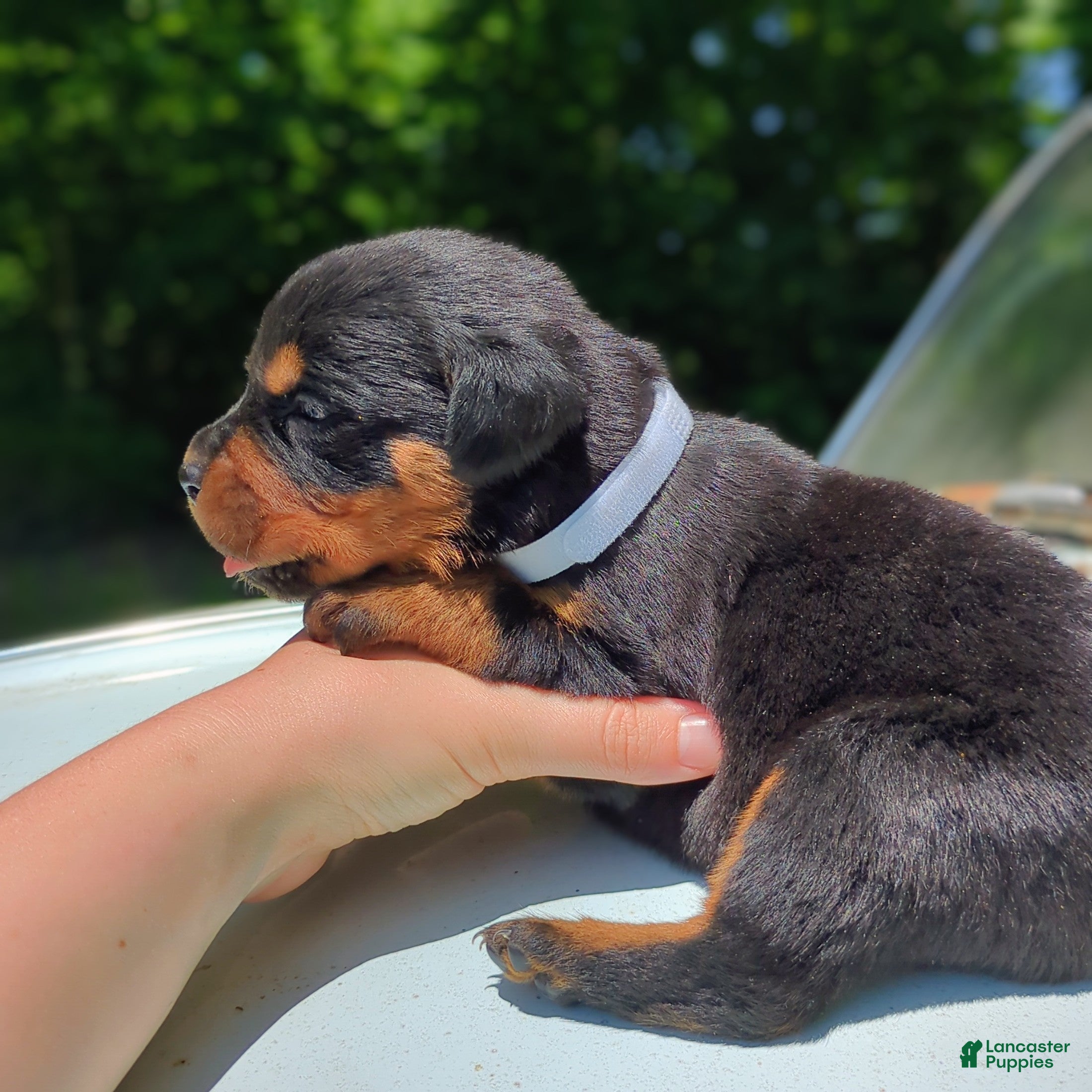 Rottweiler dogs for sale: Cobra - Ad 4